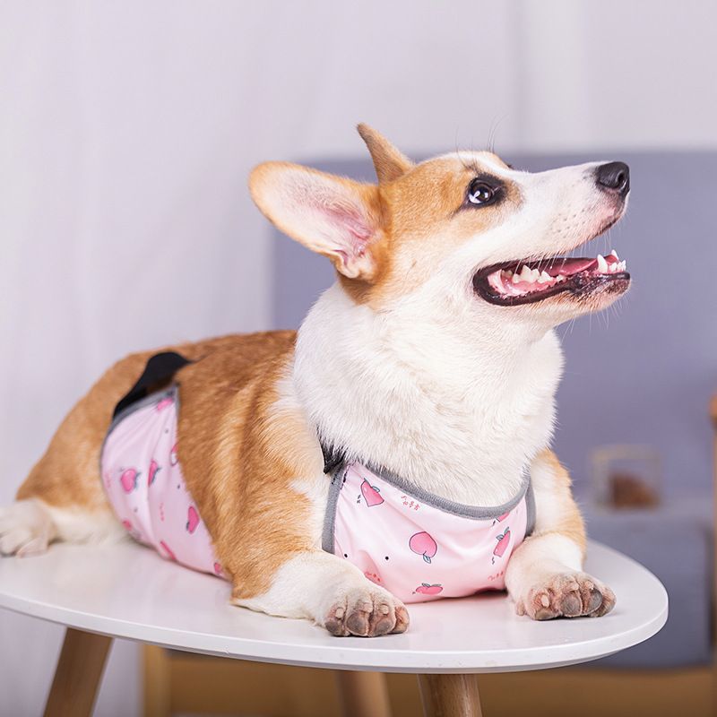 Pet Belly Band
