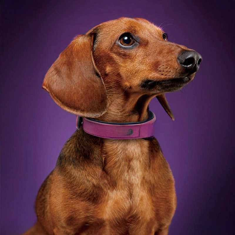 Frosted Anti-Loss Dog Collar