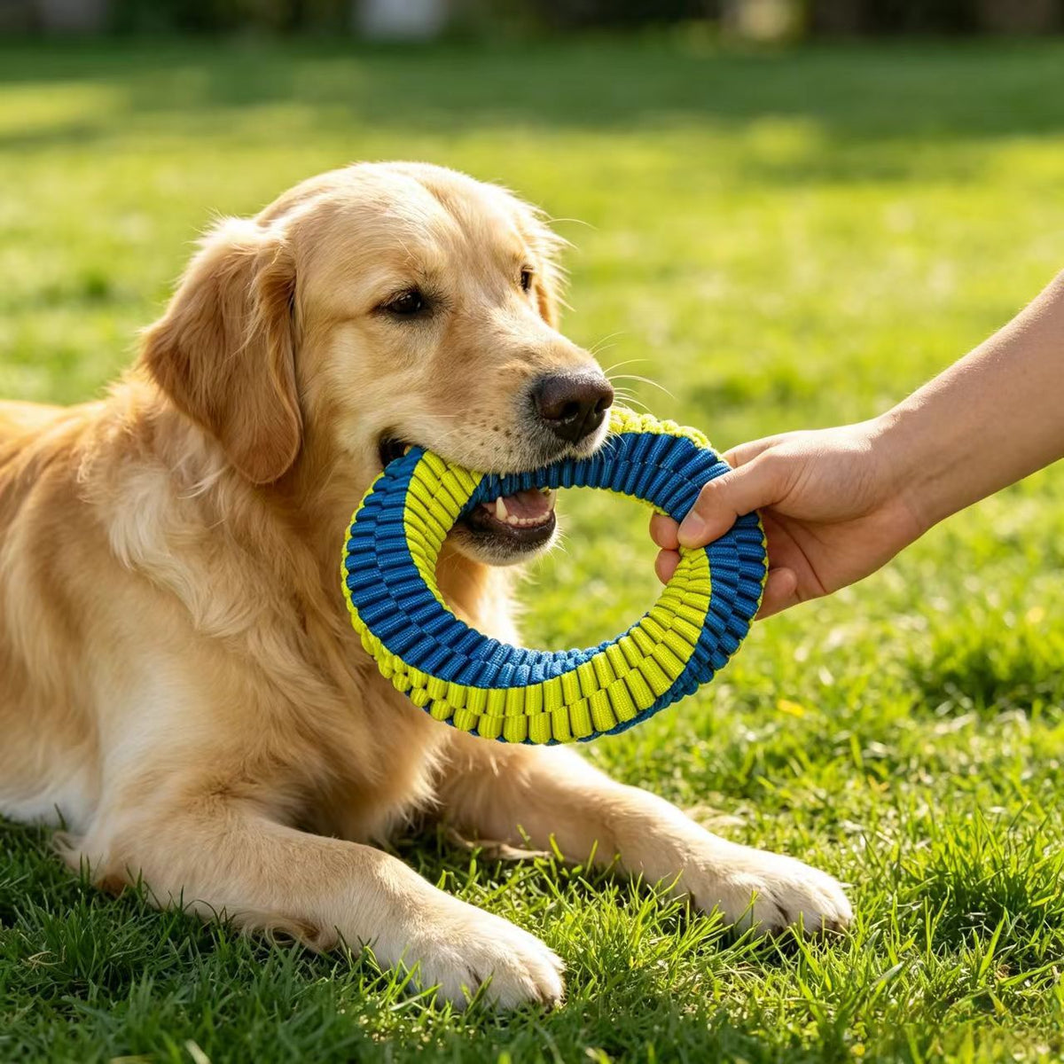Nylon dog chew interactive toy