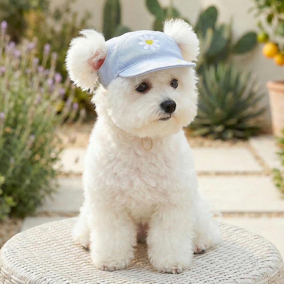 Cat and dog sun protection hat