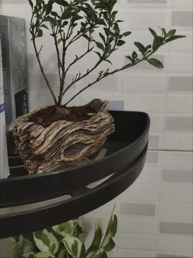 Dried flower bonsai