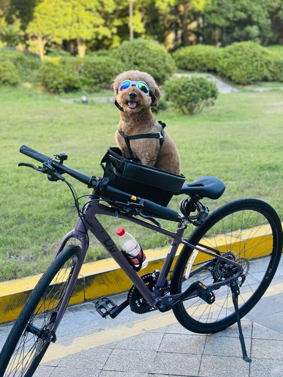 Foldable Bike Mounted Pet Basket Carrier