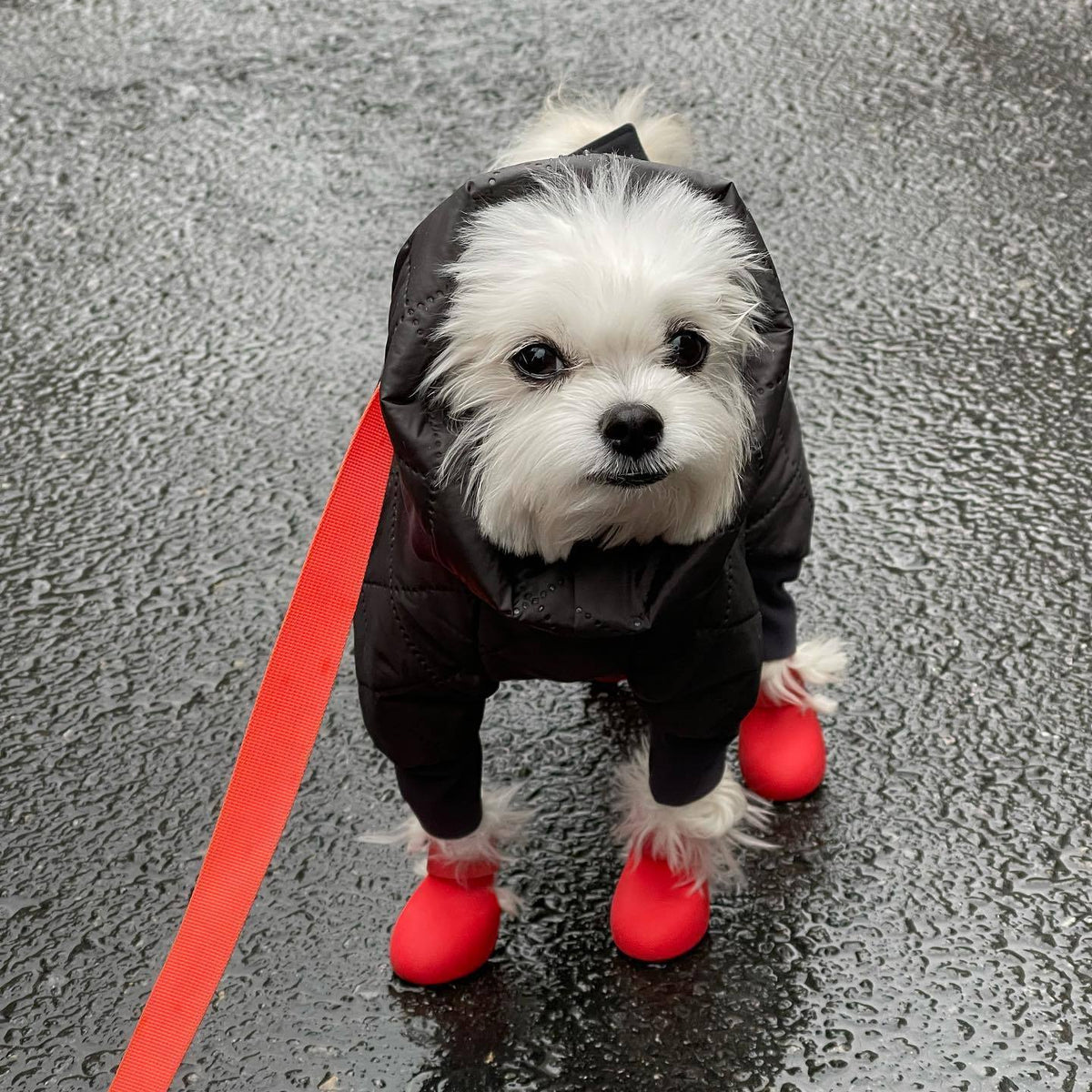 Silicone Dog Rain Boots Winter Pet Anti-Slip Shoes
