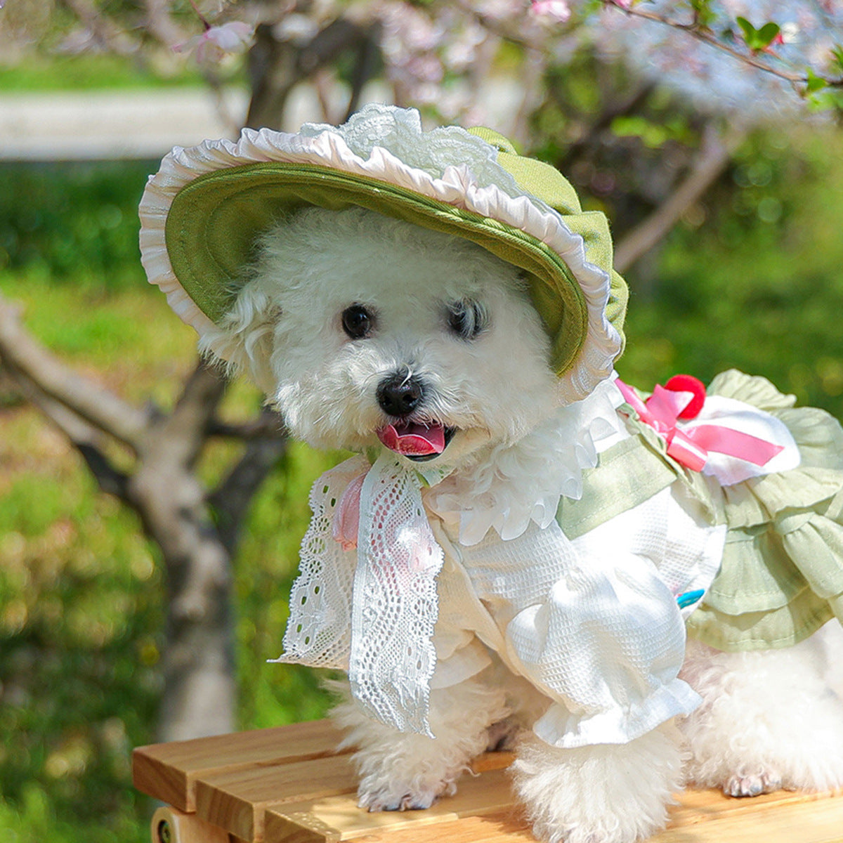 Cat and dog sun protection hat