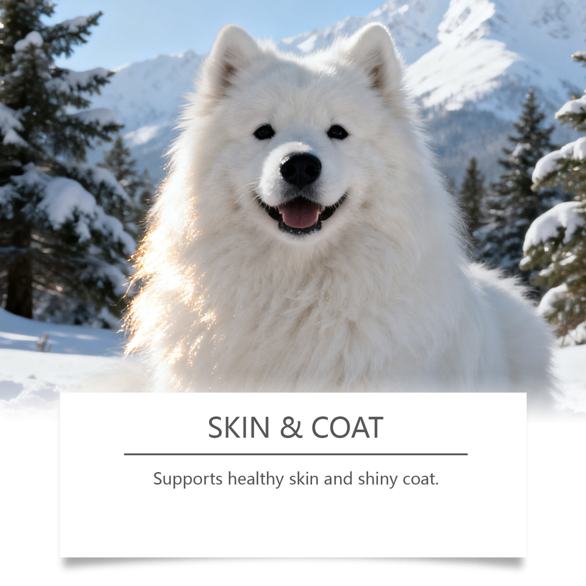 Dog intestinal essential oil drops