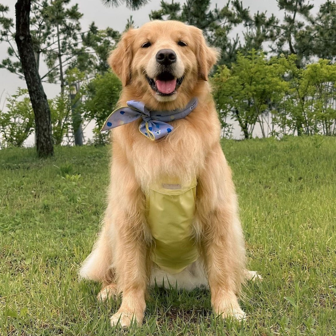 Adjustable Waterproof Pet Dog Cat Bellyband Outdoor Anti-Dirty Chest Protector